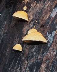 Crepidotus praecipuus