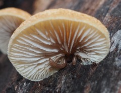 Crepidotus praecipuus
