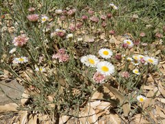 Erigeron tracyi