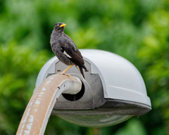 Acridotheres javanicus