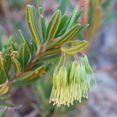 Leionema viridiflorum