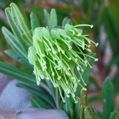 Leionema viridiflorum