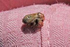 Clastoptera lineatocollis