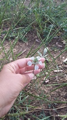 Nigella arvensis