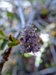 Ceanothus fresnensis
