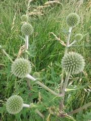 Echinops sphaerocephalus