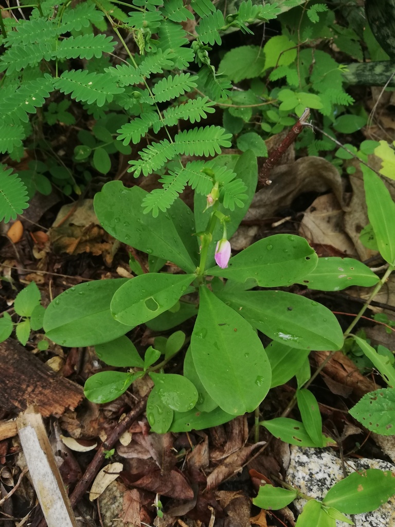 Talinum fruticosum, Santa María Huatulco, Oax., México