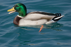 Anas platyrhynchos