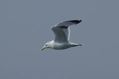 Larus argentatus