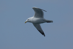 Larus argentatus