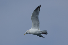 Larus argentatus
