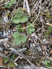 Fragaria hayatae