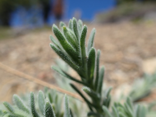 Image of Scabrid Alpine Tarplant (Anisocarpus scabridus) by no rights reserved