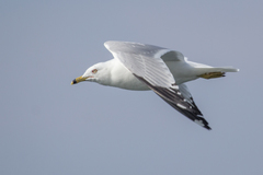Larus delawarensis