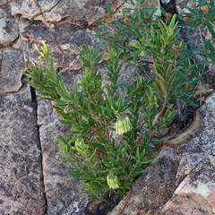 Leionema viridiflorum