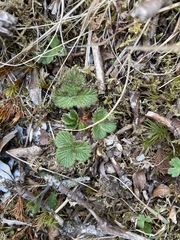 Fragaria hayatae