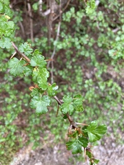 Ribes formosanum