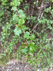Ribes formosanum