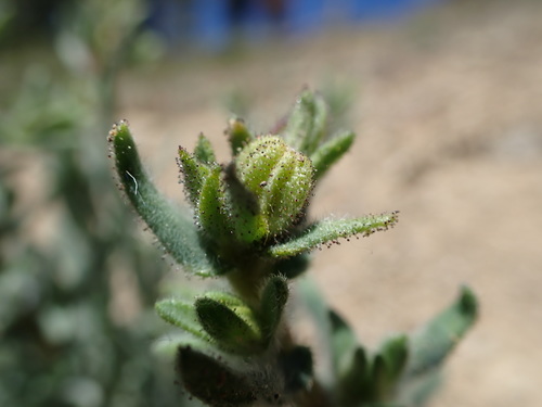 Image of Anisocarpus scabridus by no rights reserved