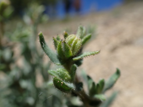 Image of Anisocarpus scabridus by no rights reserved