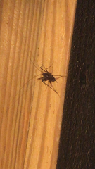 Tachycines asynamorus