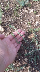 Andrachne telephioides