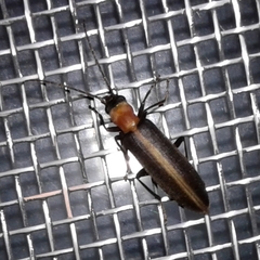 Oxycopis mimetica