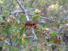Sphecius