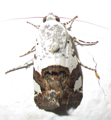 Acontia trychaenoides