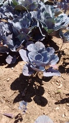 Brassica oleracea capitata