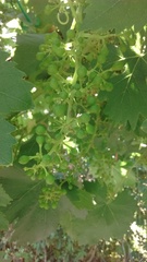 Vitis vinifera vinifera