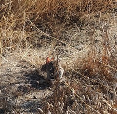 Oryctolagus cuniculus