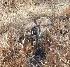 Oryctolagus cuniculus