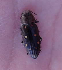 Chrysobothris octocola