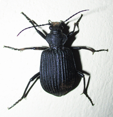 Calosoma planicolle