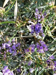 Medicago sativa