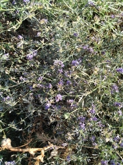 Medicago sativa