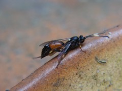 Ichneumon extensorius
