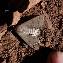 Pandesma submurina