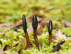 Geoglossum brunneipes