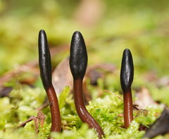 Geoglossum brunneipes