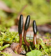 Geoglossum brunneipes