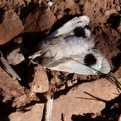 Pandesma submurina