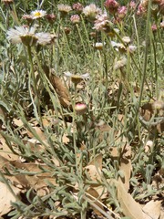 Erigeron tracyi
