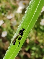 Sphegina