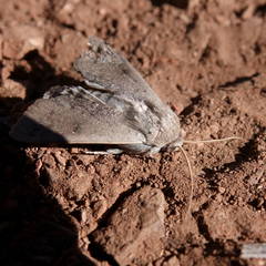 Pandesma submurina