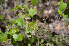 Vitis arizonica