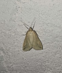 Loxostege turbidalis