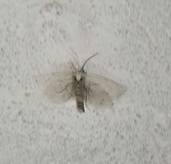 Loxostege turbidalis