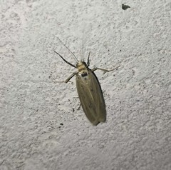 Loxostege turbidalis